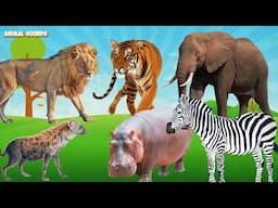 Amazing familiar - Tiger, Lion, Elephant, Zebra, Rhino, Camel, Giraffe   Animal sounds   Part 1