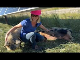 First Generation Farmer Combines Solar & Farming for Thriving Ranch