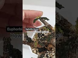 How do these weird leaves grow?  Time lapse of Euphorbia decaryi leaves growing over several weeks