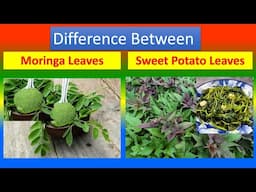 Differences Between Medical And Health Benefits Of Moringa Leaves and  Sweet Potato Leaves