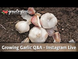 Growing Garlic Q&A - Instagram Live