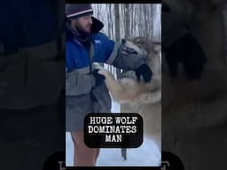 ~GIANT WOLF DOMINATES MAN~ #hugewolf #wolf #wolves