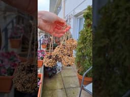 Let's Make Pinecone Bird Feeders 🐦  #gardening  #containergardening #feedingbirds