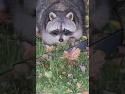 Big Fat Raccoon