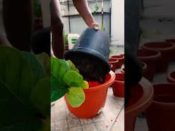 how to repot plants without killing them | Balcony garden project | plant dad