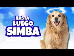 Daniel El Travieso - Hasta Luego Simba.