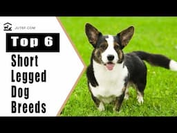 Top 6 Short Legged Dog Breeds