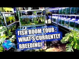 FISH ROOM TOUR: WHAT'S CURRENTLY BREEDING!