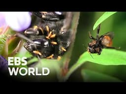 [ENG SUB] Savage survival of caterpillars against bumblebee predators #PICKDOCU