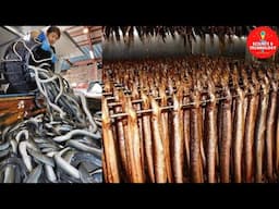 Amazing Eel Farming in Taiwan, China and Japan. Process of Eel Aquaculture Farming, Eels Harvesting