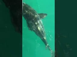 Back of the boat in the Dry Tortugas huge fish????