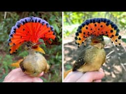 Tropical Royal Flycatcher 🐦 This Bird is Insane!