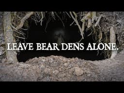 Leave Bear Dens Alone