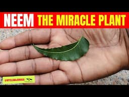 😲12 Shocking Facts About NEEM - Nature’s Miracle Plant! 🇯🇲