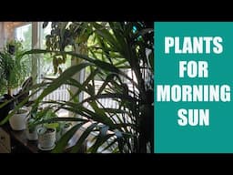 BEST PLANTS FOR MORNING SUN WINDOWS - Houseplants for an east facing window