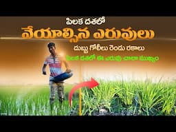 పిలక దశలో వరిలో ఎరువుల యాజమాన్యం | Fertilizer Management in Paddy