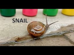 Snail on the move !