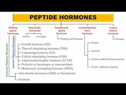 Peptide hormones and their functions | Human endocrine system