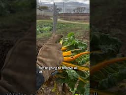 Harvesting Biennial Chard at Heritage Farm