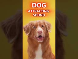 Dog Attracting Sound - Watch Their Reaction!