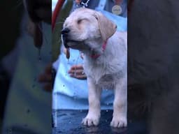 The neuroscience behind wet dog shakes