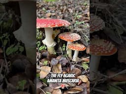 The Fly Agaric (Amanita muscaria) Tapping