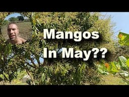 Mangos Flowering (Vegan Camp Update January 2025)