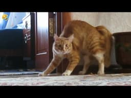 NEW FUNNY CATS and DOGS 🐱🐶 & other Animals 🐾 Funniest Animal Videos 2024