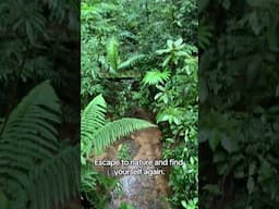 Finding Peace in the Jungle #nature #peace #calming #monteverde #costarica #jungle #relaxingnature