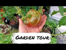 September 2022 Garden Tour | Tomatoes, Eggplants, Peppers and More