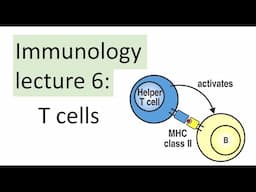 T cells | Immunology Lecture | MHC-I versus MHC-II