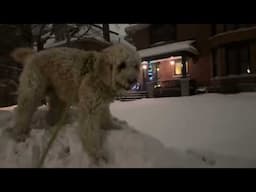 Midnight Walk in the Snow with Newton