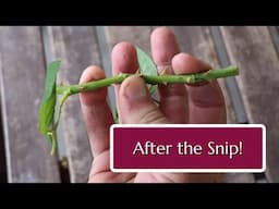 After the Snip: Cutting Propagation