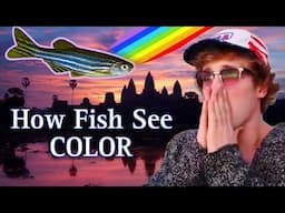 What Do Fish Actually See? Can Fish See Colors? & Will New Research Find A Cure For Human Blindness?