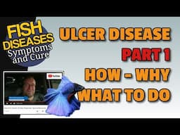 Ulcer Disease in Koi - PART 1 of 3 What It Is, When It Happens and What to Do About Sores On Koi