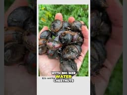 How Many Water Chestnut Plants for Big Harvests?