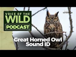 Episode 38: Great Horned Owl – Voice of the Wild