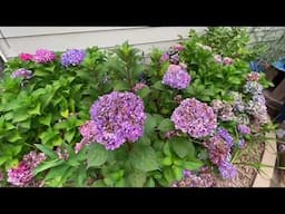 Hydrangeas Blooming In My Eastside Garden Pt 2 // Aug 2024