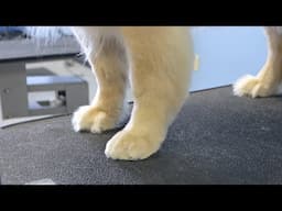 How To Full Foot Trim - Golden Retriever Legs and Paws - Do-It-Yourself Dog Grooming