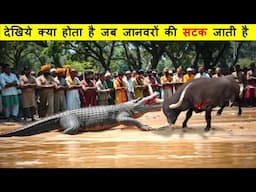 इन जानवरों से पंगा लेने की सोचना भी मत | Viral Animal Caught On Camera Best Top 10 Series Part -177