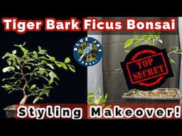 Tiger Bark Ficus Bonsai Styling Makeover