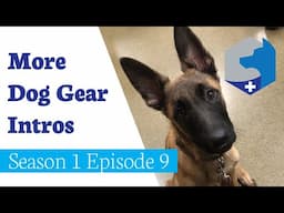 Introducing Kenobi to Gear / Pup Vlog / Season 1 Episode 9