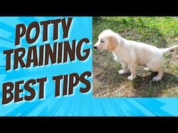 Absolutely The Best Tips on Potty Training a Puppy