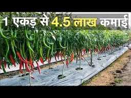 Profitable Chilli Farming Mp India