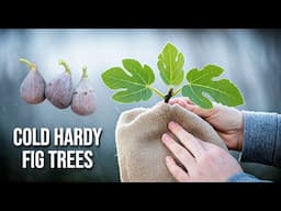 The Secret to Cold-Hardy Fig Trees: Lignification Explained