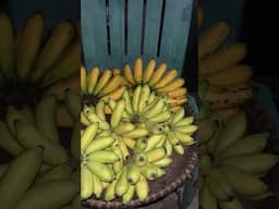 Banana harvest