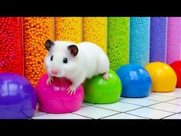 🌈 DIY Colorful Hamster Maze with Rainbow Balloons