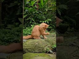 Tessie the Cat, Guardian of the Garden! #cat #garden #plants