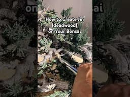 How to Create Jin (Deadwood) on Your Bonsai #bonsai #bonsaitree #plants #gardening #tips #shorts