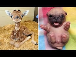 Funniest Animals 2025 😂 Best Funny Cats and Dogs 😻🐶 Part 2 | Cute Baby Dogs